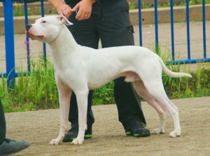Picture Argentinian Mastiff Dog Image