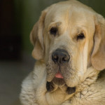 Spanish_Mastiff image