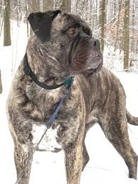 English mastiff brindle image