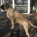Mastiff-dog-fawn-color