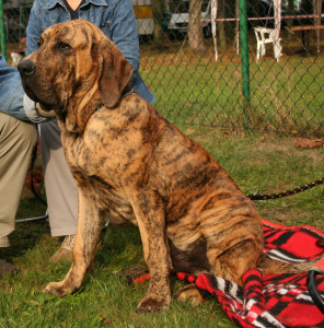 Fila Brasileiro Mastiff Image