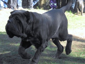 Neapolitan_Mastiff_dog