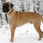 bullmastiff picture