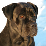 cane corso image