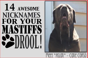 mastiff-drool