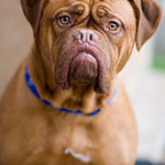 Dogue de Bordeaux photo