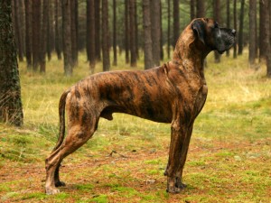 great dane brindle picture