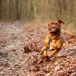 mastiff dog apricot coat