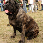mastiff dog brindle color
