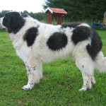 pyrenean mastiff image