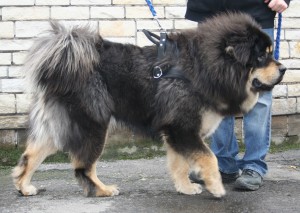tibetan mastiff picture