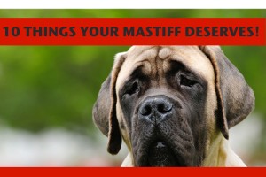 mastiff toys large dog accessories