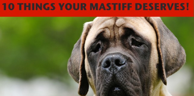mastiff toys large dog accessories