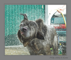 mastiff bath