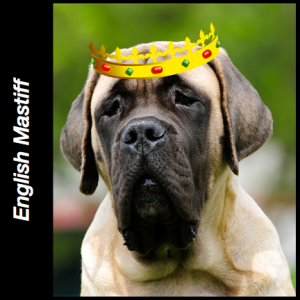 english mastiff best
