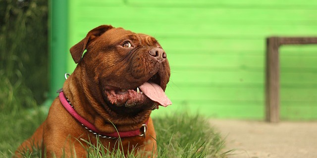 mastiff toys treats