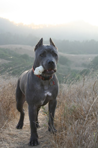 cane-corso-exercise