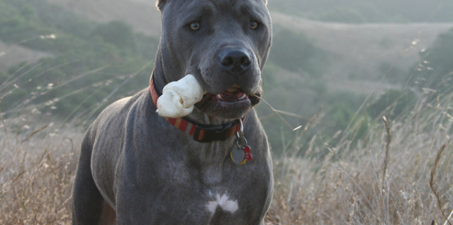 cane-corso-exercise