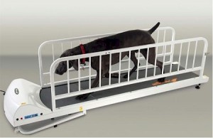 dog-treadmill
