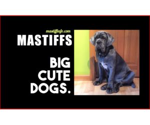 big-cute-dogs