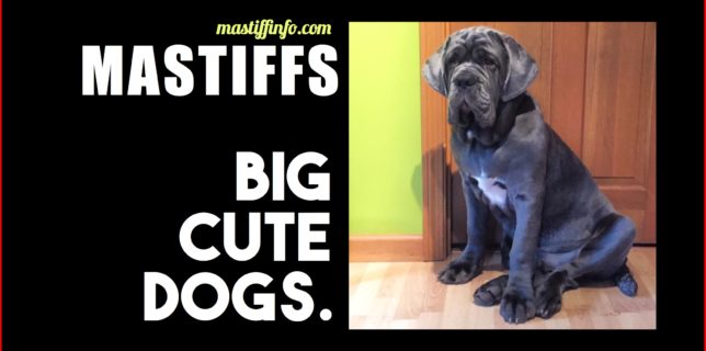 big-cute-dogs