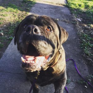 cute-bullmastiff 