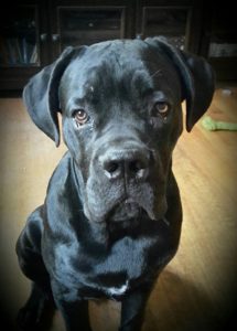 cane-corso-puppy