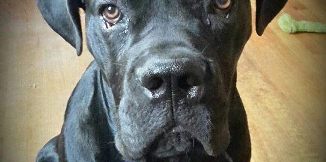 cane-corso-puppy