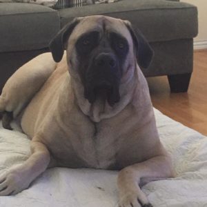 mastiff_big_cute_dogs