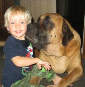 english-mastiff-puppy
