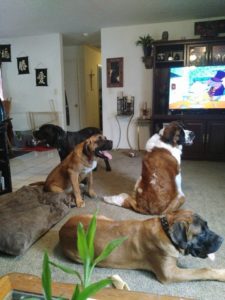 big-cute-dogs