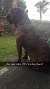 neo-mastiff-bull-dog