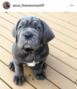 neo_mastiff_puppy